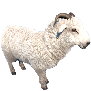 sheep.png